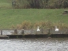wendebachstausee-schwaene