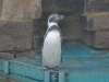 pinguin-sababurg