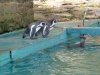 pinguine-sababurg
