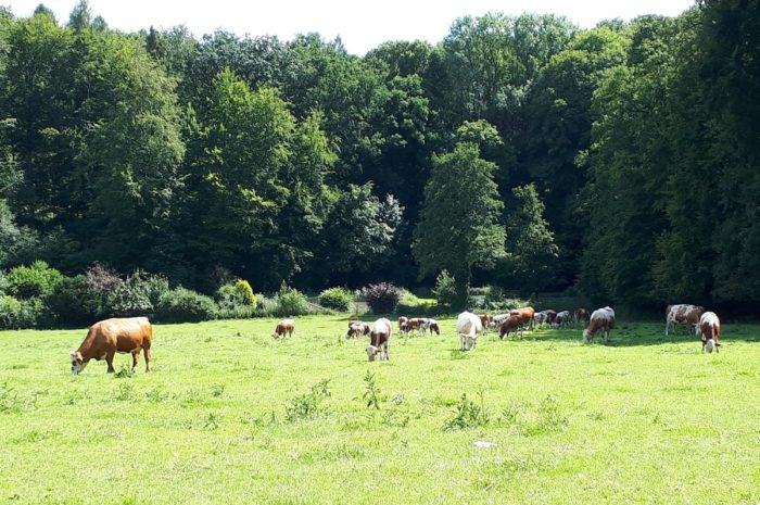 eine Kuh macht muh, viele Kühe machen mühe