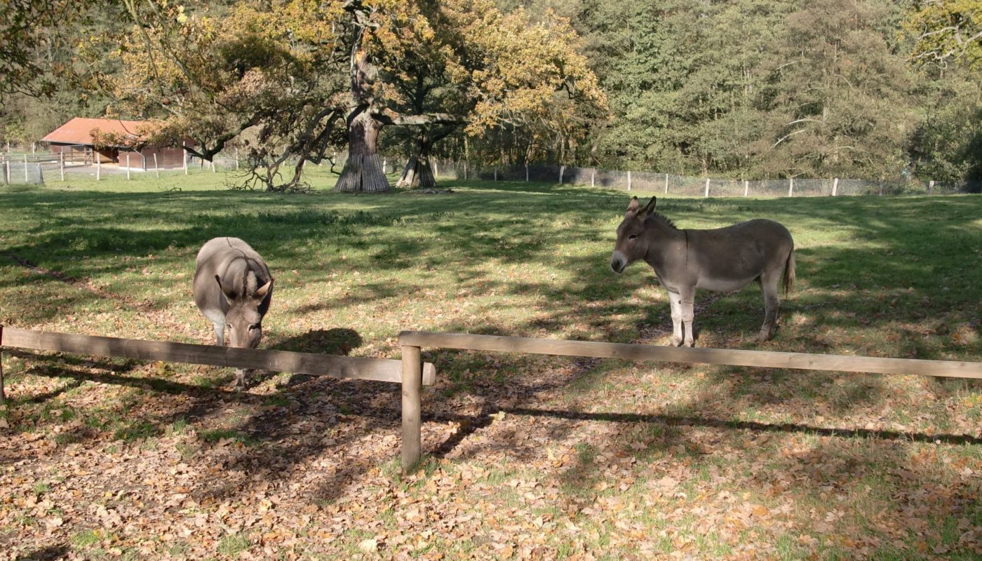 Esel auf der Sababurg