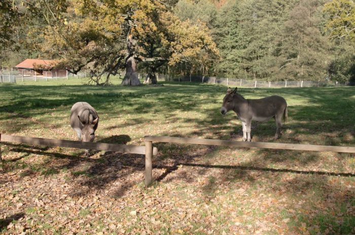 Tierpark Sababurg