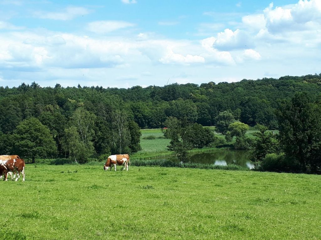 Kühe am Teich