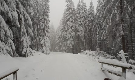 Schnee im Harz