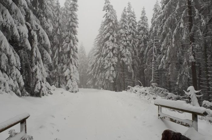 Wer Schnee will, soll in den Harz fahren