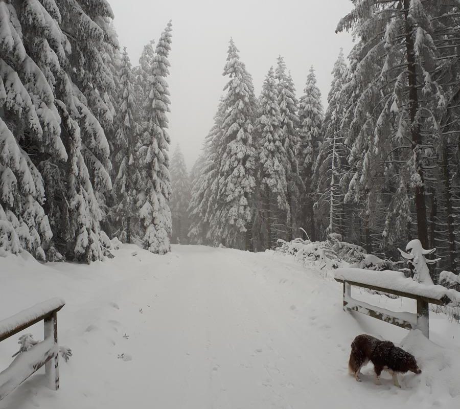 Schnee im Harz