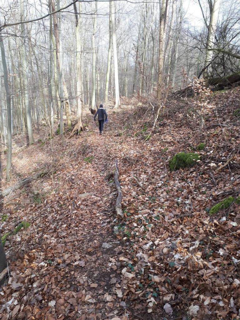 Wanderweg von Ahrenberg zum Roßkopfturm