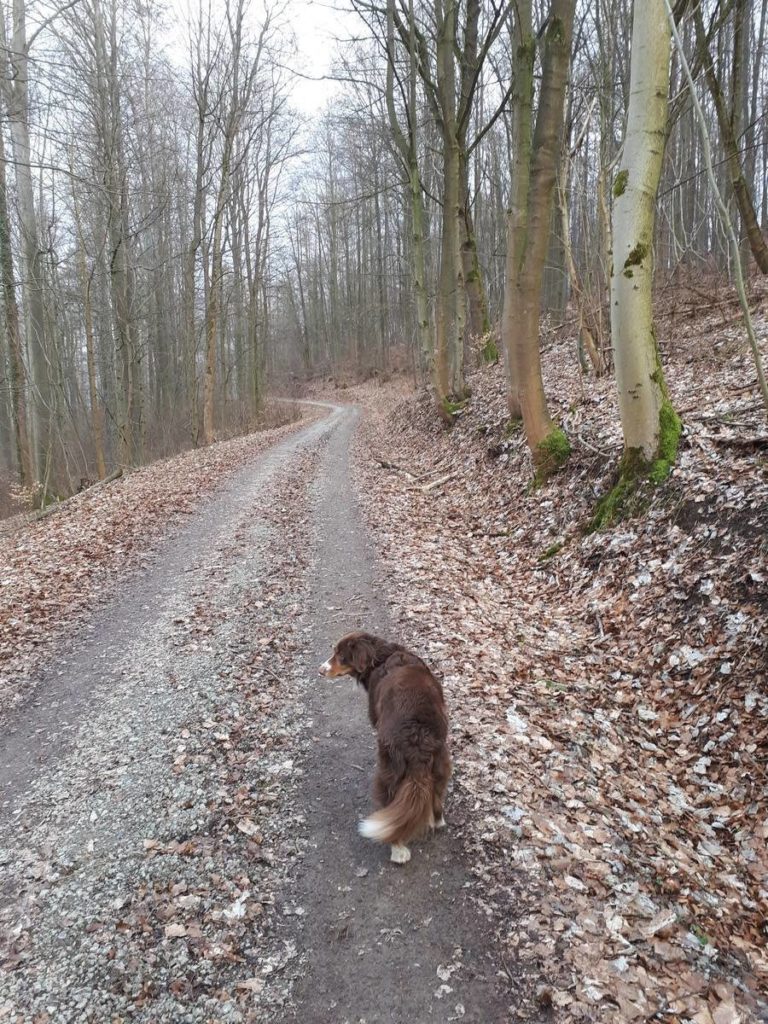 Wanderweg von Ahrenberg zum Roßkopfturm