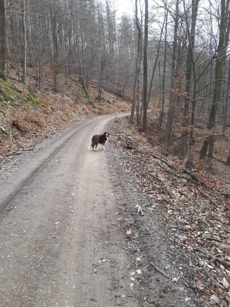 Wanderweg von Ahrenberg zum Roßkopfturm