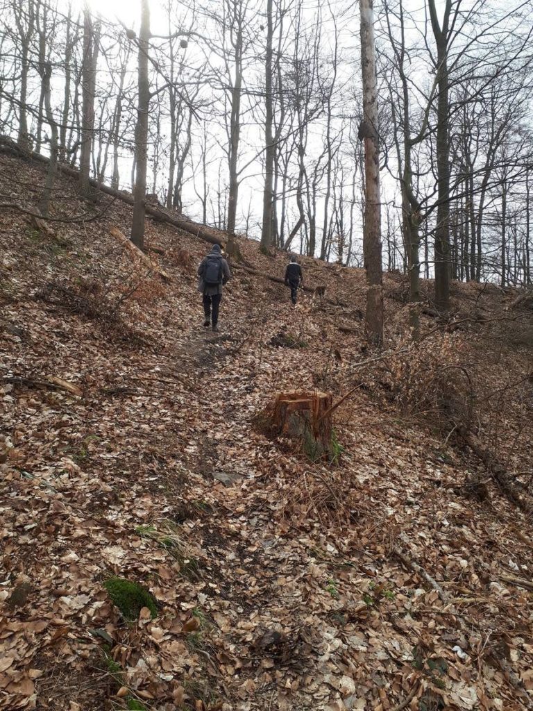 Wanderweg von Ahrenberg zum Roßkopfturm